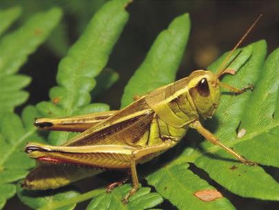 Vì sao châu chấu tụ tập thành đàn?