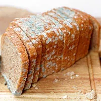 Nếu bánh mỳ bị mốc một nửa, bạn có thể ăn phần bánh còn lại chưa bị mốc không?