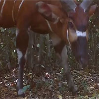 Phát hiện loài linh dương rừng lớn nhất thế giới tại Uganda