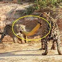 Cùng ngậm xác anaconda dài 4,8m qua sông, khi lên bờ báo con có hành động "trở mặt"