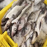 Mối nguy hiểm đến từ việc cá bị câu rồi được thả ra