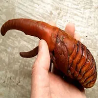 Không phải sinh vật ngoài hành tinh, đây là loài bọ khổng lồ kỳ lạ nhất trên Trái đất