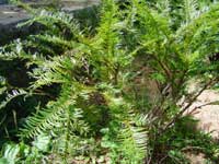 Hà Giang nhân giống thành công bốn loài cây quý