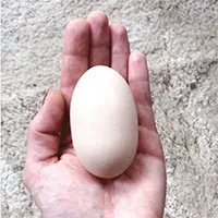 Gà đẻ "trứng quái vật", chủ lo sốt vó