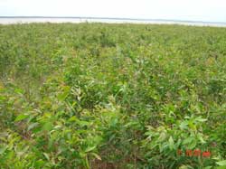 Bình Phước: Nghiệm thu đề tài khoa học trồng rừng tràm Melaleuca trên vùng đất bazan bán ngập