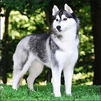 Những đặc điểm thú vị của giống chó Husky