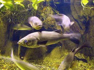 Cá biển chỉ còn đủ cho 50 năm