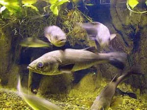 Cá biển chỉ còn đủ cho 50 năm