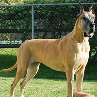 Giống chó Great Dane, gã khổng lồ với trái tim bồ câu