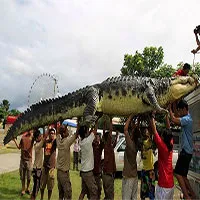 Những "kẻ khổng lồ" trong thế giới động vật