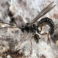 Kinh dị loài ong biến con mồi thành "xác sống"