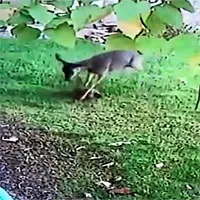 Nai "nổi cơn thịnh nộ" hiếm thấy, đuổi đánh mèo đến chết