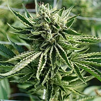 Cây cần sa có chất hoạt tính cannabinoid là do nhiễm một loài virus cổ xưa