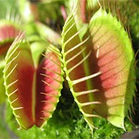 Kỳ thú những "chiêu trò" được thực vật sử dụng trong quá trình sinh sản