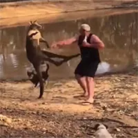 Kangaroo "tung cước" đá người đàn ông Australia ngã ngửa