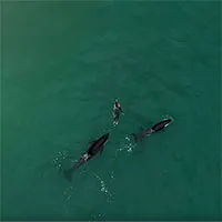 Cá voi sát thủ bao vây người đi biển ở New Zealand