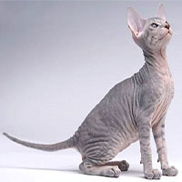 Giống mèo ít lông Peterbald, nhân sư vùng Petersburg