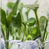 Cây biến đổi gene có thể làm sạch không khí ô nhiễm