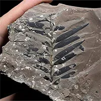Phát hiện thêm loài thực vật sống sót qua thời kỳ tuyệt chủng nghiêm trọng nhất lịch sử