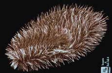 Giải mã gien của trùng đế giày