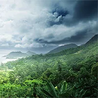Lý giải được vẻ đa dạng của các cánh rừng nhiệt đới