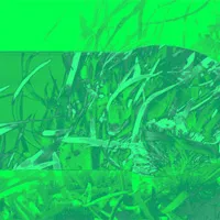 Tạo ra nhựa sinh học nhờ tảo biển