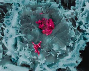 Tái tạo virus từ genom người.