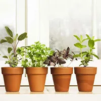 Đố bạn cây cối có biết "xì hơi" không? Đáp án hóa ra rắc rối hơn chúng ta tưởng