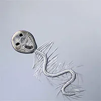 Thế giới hoàn toàn lạ lẫm qua những thước phim ở cấp độ hiển vi