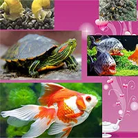 Nhận diện rõ sinh vật ngoại lai