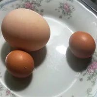Kỳ lạ gà trống đẻ trứng ngày cận Tết