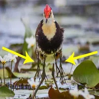 Chim bố "bế" đàn con đi bộ qua đầm nước