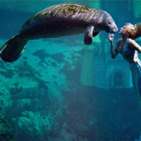 Điều kinh ngạc về lợn biển "tiên cá ngoài đời thực"