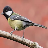 Loài chim dễ thương này đã trở thành một tên sát thủ điên loạn chỉ vì biến đổi khí hậu