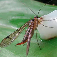 Hai loài ruồi bọ cạp hiếm gặp tìm thấy ở Việt Nam