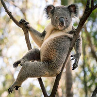 Gấu Koala trở thành 