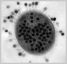 Hàng trăm nghìn loài thể thực khuẩn: Có mặt trong các đại dương trên thế giới.