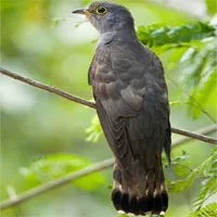 「娘を杭に縛れ」と鳴く、ベトナムの不思議な鳥の真実