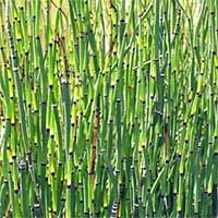 Sự thực kỳ thú về cây mộc tặc hình dáng lạ của Việt Nam