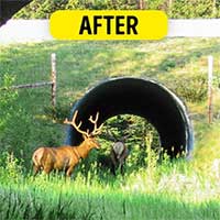 Người Pháp đã xây thứ này để bảo vệ động vật hoang dã và thành công ngoài mong đợi