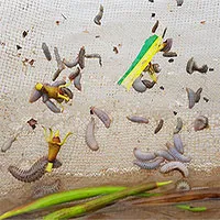 Sâu lạ ăn ngao ở Ninh Bình là "giun biển"