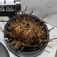 Cận cảnh loài cây sa mạc có thể… tự hồi sinh