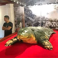 Tiêu bản cụ rùa hồ Gươm được đưa vào đền Ngọc Sơn