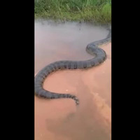 Video: Trăn Nam Mỹ khổng lồ, to lớn chưa từng thấy bơi trên sông Brazil