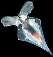 Sinh vật lạ dưới lòng Tam giác Bermuda