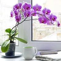 Cây trồng trong nhà hút ẩm không khí khi trời nồm