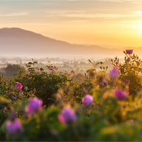 Tưởng rẻ nhưng những nguyên liệu làm nước hoa này còn đắt hơn vàng