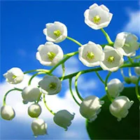 Top 8 loài hoa đắt đỏ nhất hành tinh, có tiền cũng chưa chắc mua được