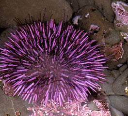 Con người có họ hàng với nhím biển