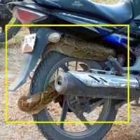 Sốc: Trăn dài 2,4 mét quấn chặt xe côn tay Honda Unicorn